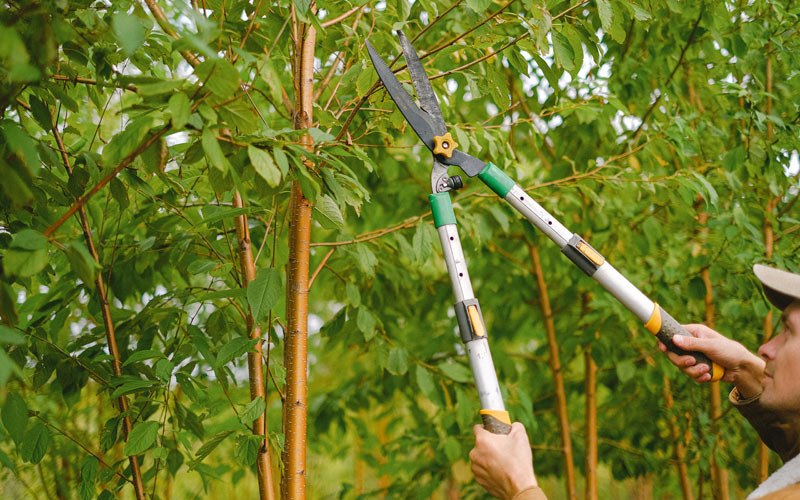 Tree trimming in Warroad, MN