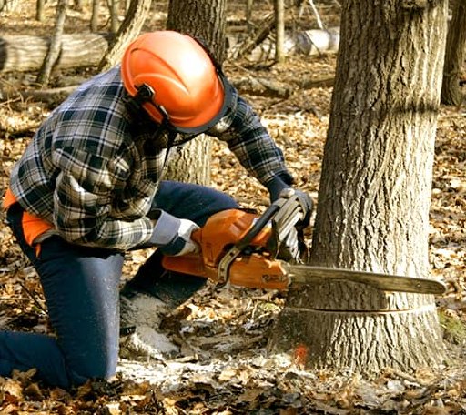Tree Removal in Warroad, MN